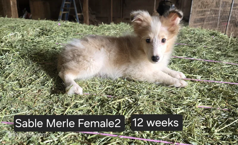 Sable MerleF2 – Shetland Sheepdog puppy for sale in Scio, OR