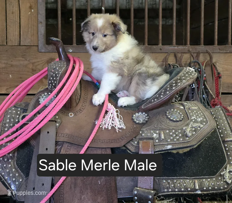 Sable Merle M – Shetland Sheepdog puppy for sale in Scio, OR