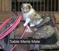 Sable Merle M, a male Shetland Sheepdog for sale in Scio, OR – 1 of 4