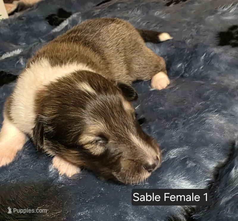 Sable Female 1 – Shetland Sheepdog puppy for sale in Scio, OR