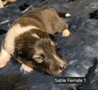 Sable Female 1, a female Shetland Sheepdog for sale in Scio, OR – 1 of 5
