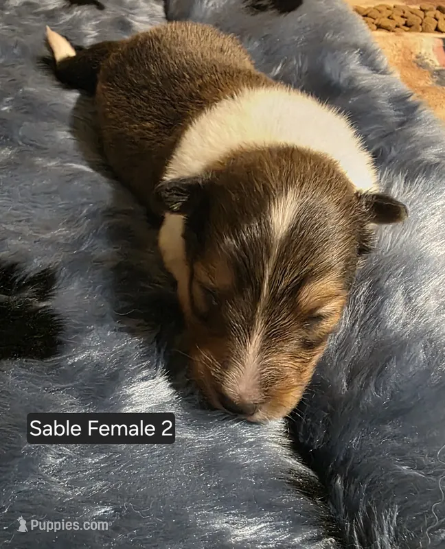 Sable Female 2 – Shetland Sheepdog puppy for sale in Scio, OR