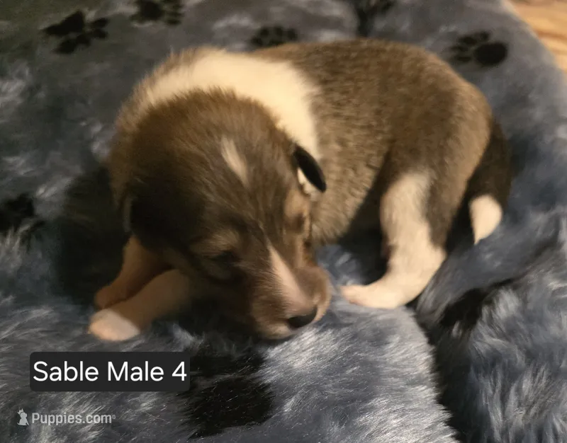 Sable Male 4 – Shetland Sheepdog puppy for sale in Scio, OR
