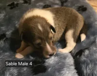 Sable Male 4, a male Shetland Sheepdog for sale in Scio, OR – 1 of 5