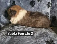 Sable F 2, a female Shetland Sheepdog for sale in Scio, OR – 2 of 4