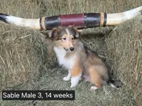 Sable M3, a male Shetland Sheepdog for sale in Scio, OR – 2 of 4