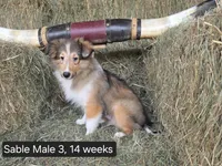 Sable M3, a male Shetland Sheepdog for sale in Scio, OR – 4 of 4