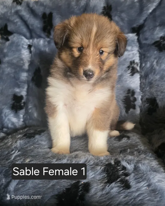 Sable F 1 – Shetland Sheepdog puppy for sale in Scio, OR