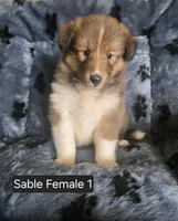 Sable F 1, a female Shetland Sheepdog for sale in Scio, OR – 1 of 4