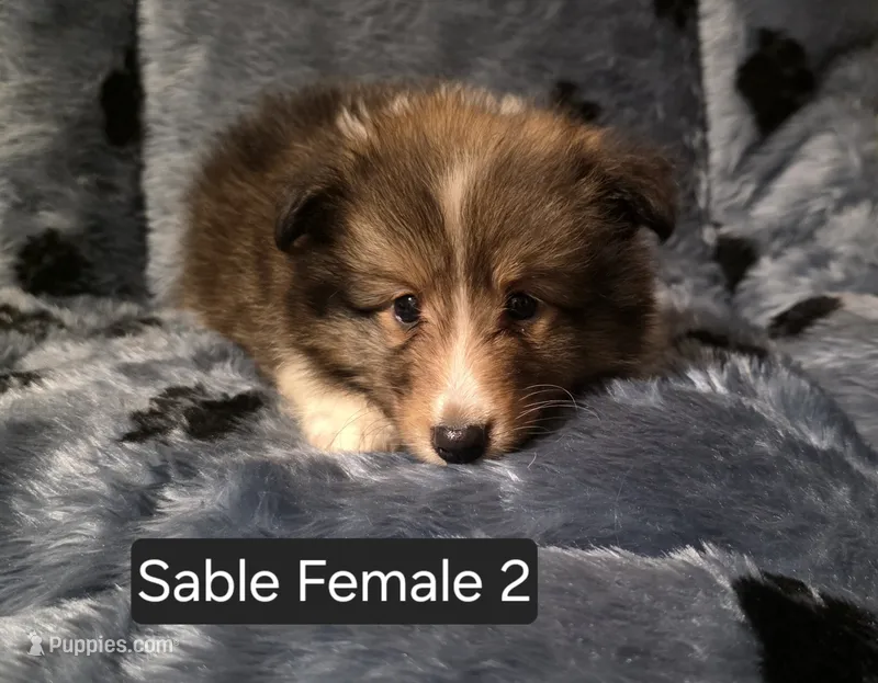 Sable F 2 – Shetland Sheepdog puppy for sale in Scio, OR
