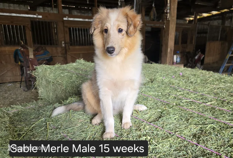 Sable MerleM – Shetland Sheepdog puppy for sale in Scio, OR