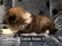 Sable M 3, a male Shetland Sheepdog for sale in Scio, OR – 5 of 6