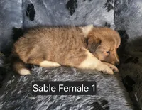 Sable F 1, a female Shetland Sheepdog for sale in Scio, OR – 2 of 4