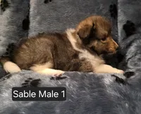 Sable M 1, a male Shetland Sheepdog for sale in Scio, OR – 5 of 6