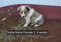 Sable Merle F2, a female Shetland Sheepdog for sale in Scio, OR – 2 of 6