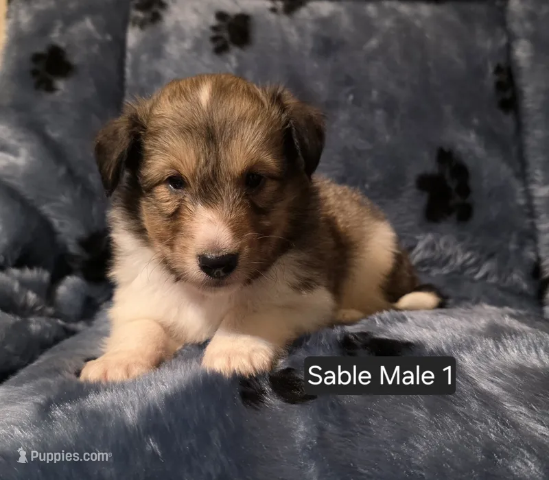 Sable Male 1 – Shetland Sheepdog puppy for sale in Scio, OR