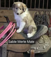 Sable Merle M, a male Shetland Sheepdog for sale in Scio, OR – 2 of 4