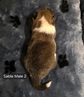 Sable Male 2, a male Shetland Sheepdog for sale in Scio, OR – 2 of 5