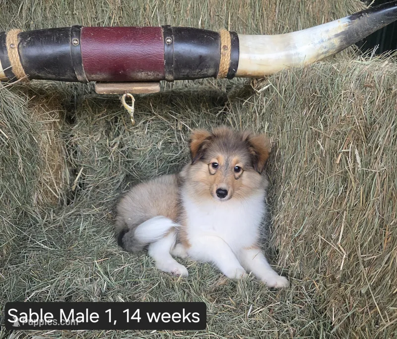 Sable M1 – Shetland Sheepdog puppy for sale in Scio, OR