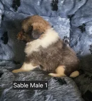 Sable M 1, a male Shetland Sheepdog for sale in Scio, OR – 2 of 4