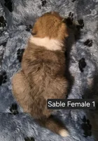 Sable F 1, a female Shetland Sheepdog for sale in Scio, OR – 6 of 6