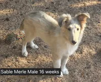 Sable Merle M1, a male Shetland Sheepdog for sale in Scio, OR – 6 of 7