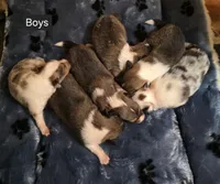 Sable Merle F1, a female Shetland Sheepdog for sale in Scio, OR – 4 of 5