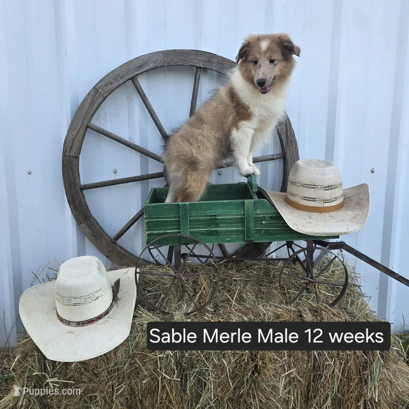Sable Merle M – Shetland Sheepdog puppy for sale in Scio, OR
