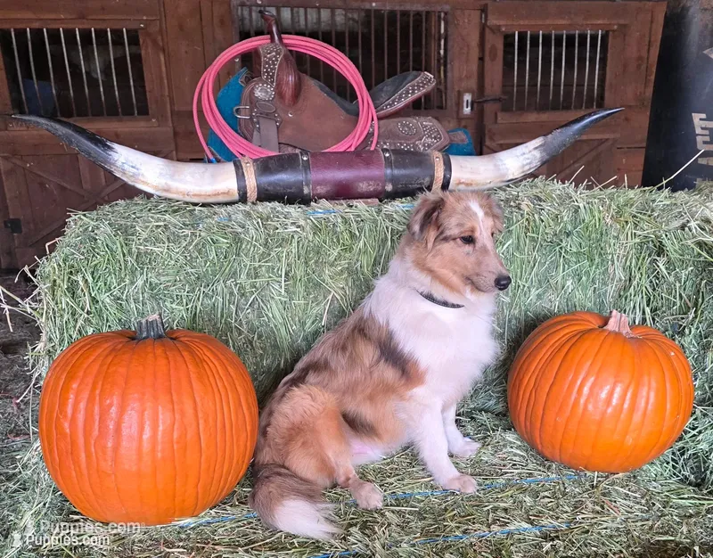 Sable Merle M – Shetland Sheepdog puppy for sale in Scio, OR