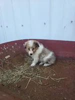 Sable Merle F2, a female Shetland Sheepdog for sale in Scio, OR – 4 of 6