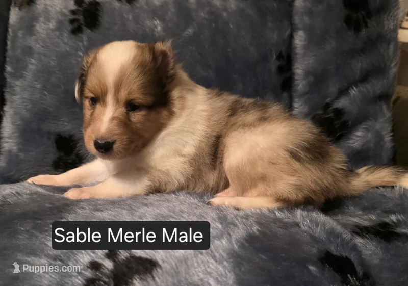 Sable Merle M – Shetland Sheepdog puppy for sale in Scio, OR