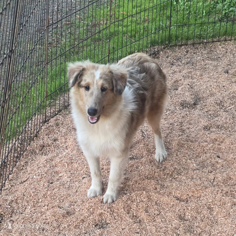Sable Merle M – Shetland Sheepdog puppy for sale in Scio, OR