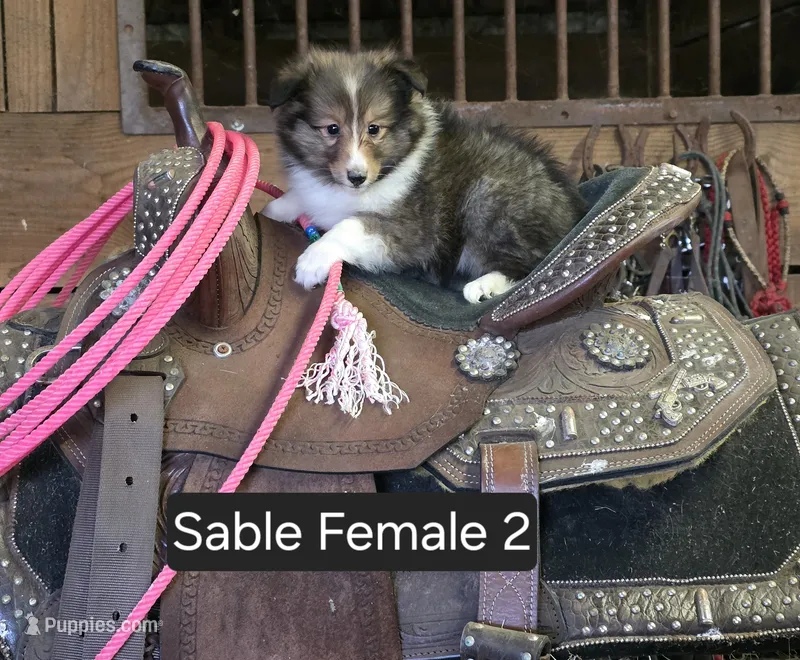 Sable F 2 – Shetland Sheepdog puppy for sale in Scio, OR