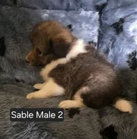 Sable M 2, a male Shetland Sheepdog for sale in Scio, OR – 2 of 4