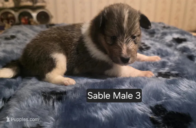 Sable Male 3 – Shetland Sheepdog puppy for sale in Scio, OR