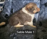 Sable M 1, a male Shetland Sheepdog for sale in Scio, OR – 4 of 4