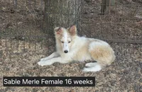 Sable Merle F, a female Shetland Sheepdog for sale in Scio, OR – 4 of 6
