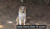 Sable Merle M, a male Shetland Sheepdog for sale in Scio, OR – 4 of 6