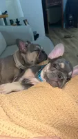 Bennie, a male French Bulldog for sale in Sioux City, IA – 5 of 10