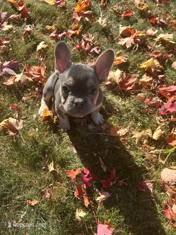 Bennie – French Bulldog puppy for sale in Sioux City, IA