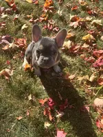 Bennie, a male French Bulldog for sale in Sioux City, IA – 1 of 10