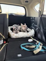 Bennie, a male French Bulldog for sale in Sioux City, IA – 9 of 10