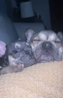 Bennie, a male French Bulldog for sale in Sioux City, IA – 4 of 10