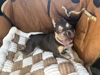 Bennie, a male French Bulldog for sale in Sioux City, IA – 7 of 10