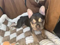 Bennie, a male French Bulldog for sale in Sioux City, IA – 8 of 10