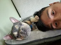 Bennie, a male French Bulldog for sale in Sioux City, IA – 6 of 10