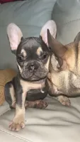 Bennie, a male French Bulldog for sale in Sioux City, IA – 3 of 10