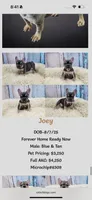 Bennie, a male French Bulldog for sale in Sioux City, IA – 2 of 10