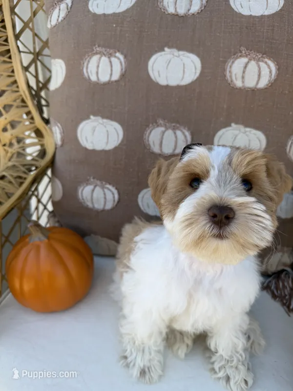 Summer - Wheaten Parti – Miniature Schnauzer puppy for sale in Moro, AR