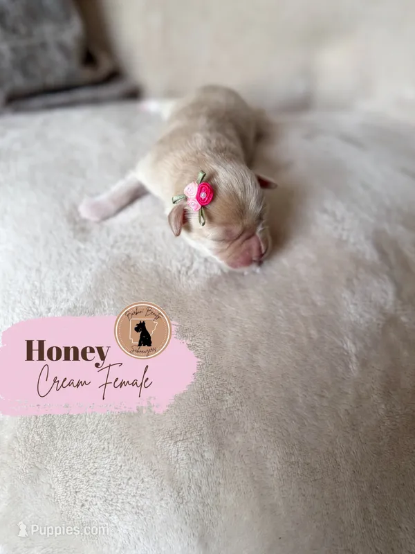 Honey - Wheaten – Miniature Schnauzer puppy for sale in Moro, AR